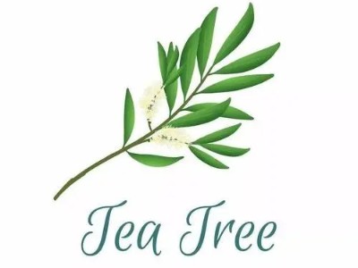 芳香世家精油代加工為你提供最全的茶樹精油使用方法