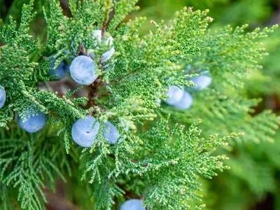 精油好物推薦 | 絲柏精油：改善大油皮的福音！