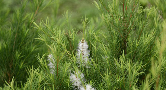 植物界中的抗菌之王:茶樹精油