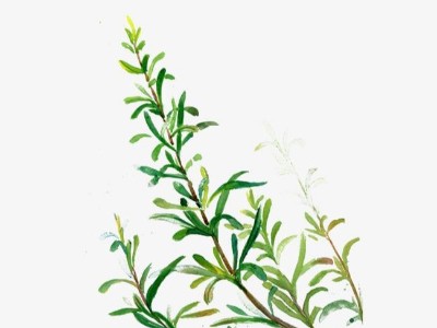 迷迭香精油有什么護(hù)膚功效?芳香世家精油供應(yīng)商為你揭秘