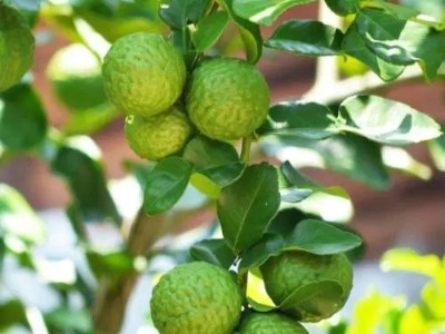 別樣清新果香味，芳香世家精油代加工為你提供優(yōu)質(zhì)佛手柑精油