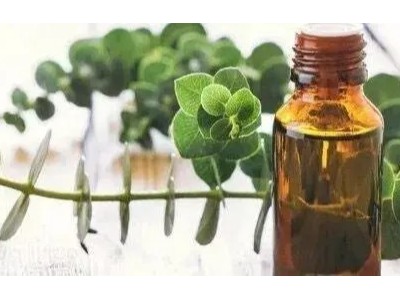 冬季必備的單方精油:芳香世家尤加利精油