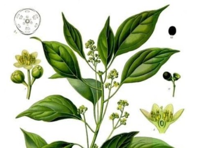怎么采購羅文莎葉精油?芳香世家為你提供優(yōu)質(zhì)的精油代加工