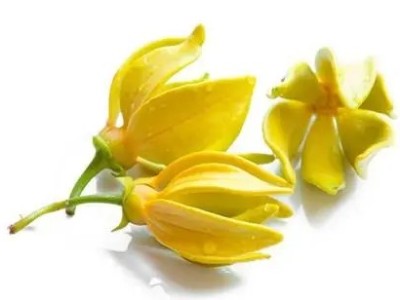 芳香世家依蘭精油，安撫你的個陣小情緒!