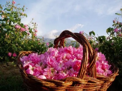 保加利亞玫瑰精油用法有哪些?芳香世家精油代加工廠(chǎng)一次說(shuō)全