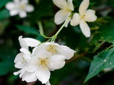 大花茉莉