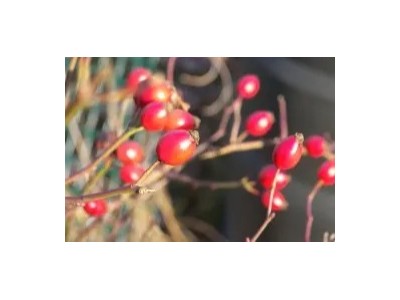 精油代加工廠——芳香世家玫瑰果油，提亮保濕基礎油!