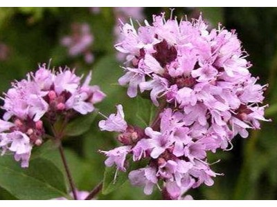 馬郁蘭精油代加工哪家好?芳香世家為你提供優(yōu)質(zhì)植萃精油
